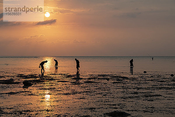 Menschen sammeln Muscheln am Strand bei Sonnenuntergang; Lovina  Bali  Indonesien