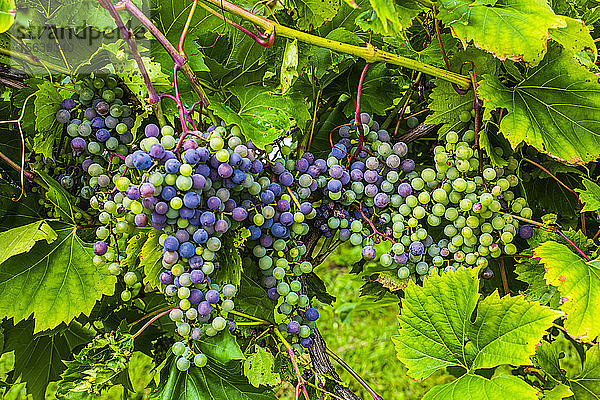 Violette Weintrauben an einer Weinrebe; Shefford  Quebec  Kanada