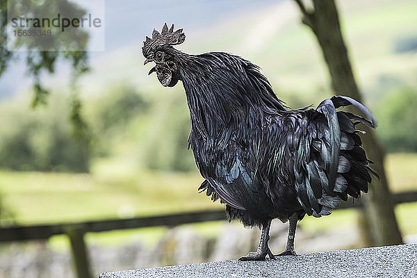 Schwarzer Hahn  Ayam Cemani  ein seltener Vogel  steht auf einer Mauer und schaut nach unten; Hexham  Northumberland  England