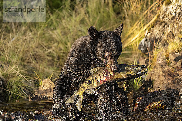 Schwarzbär (Ursus americanus) sitzt am Ufer und frisst frischen Keta-Lachs (Oncorhynchus keta) aus dem Fluss  Tongass National Forest; Alaska  Vereinigte Staaten von Amerika