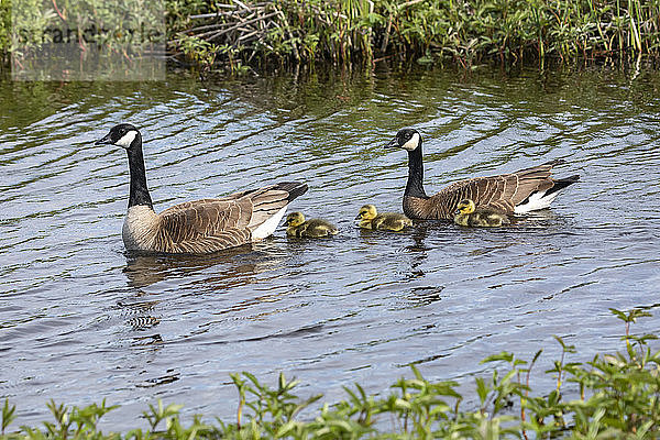 Ein Paar Kanadagänse (Branta canadensis) schwimmt mit seinen Gänseküken im Potter Marsh  Süd-Zentral-Alaska; Alaska  Vereinigte Staaten von Amerika