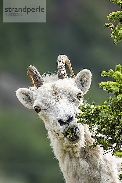 Dallschaf (Ovis aries)  ein Mutterschaf  das Fichtennadeln frisst  schaut in die Kamera im Windy Point-Gebiet in der Nähe des Seward Highway  südlich von Anchorage in Süd-Zentral-Alaska; Alaska  Vereinigte Staaten von Amerika