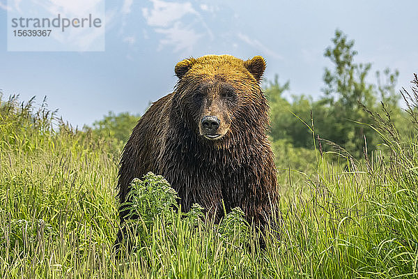 Großes Braunbärschwein (Ursus arctos) schaut in die Kamera  Alaska Wildlife Conservation Center  Süd-Zentral-Alaska; Portage  Alaska  Vereinigte Staaten von Amerika