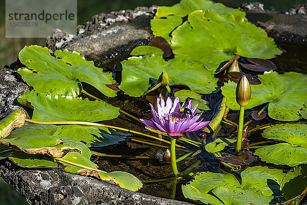 Seerose (Nymphaeaceae); Lovina  Bali  Indonesien