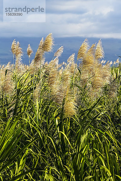 Nahaufnahme und Detailaufnahme von blühendem und wachsendem Zuckerrohr auf einem Feld in der Nähe von Kihei  bevor die Zuckerindustrie die Insel 2017 nach 134 Jahren Produktion verließ; Maui  Hawaii  Vereinigte Staaten von Amerika