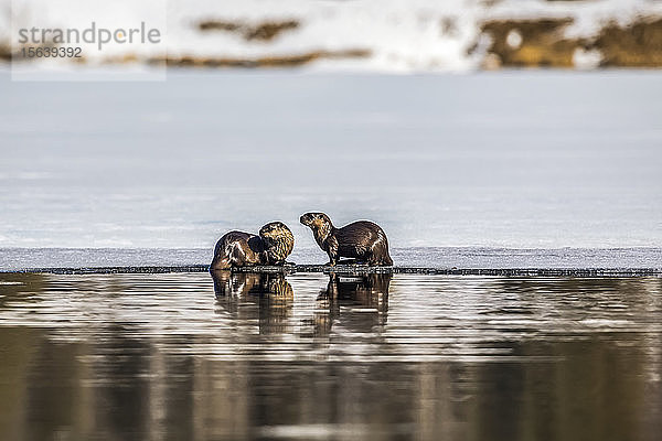 Ein Paar Flussotter (Lontra canadensis) fischt im Lower Summit Lake auf der Kenai-Halbinsel im Frühjahr  wenn das Eis verschwindet  Süd-Zentral-Alaska; Alaska  Vereinigte Staaten von Amerika