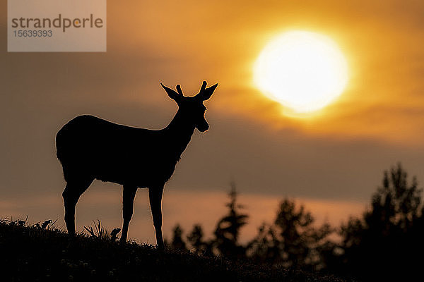 Silhouette eines Schwarzschwanzhirsches (Odocoileus hemionus sitkensis) vor einem leuchtend orangen Himmel bei Sonnenuntergang im Tongass National Forest; Alaska  Vereinigte Staaten von Amerika