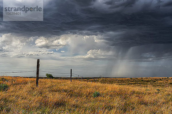 Sturmwolken und Regenfälle über Feldern in der Prärie; Saskatchewan  Kanada