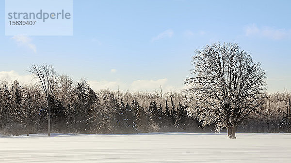 Eisbedeckte Bäume und ein verschneites Feld; Sault St. Marie  Michigan  Vereinigte Staaten von Amerika