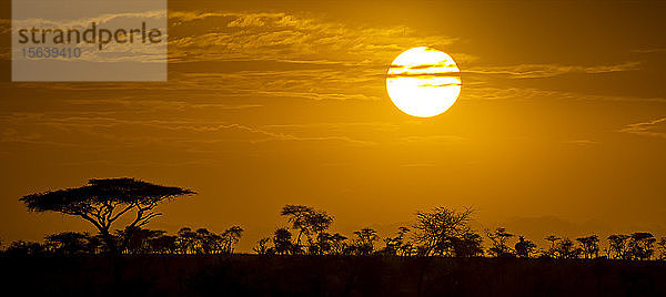 Silhouettierte Akazienbäume (Acacia tortillis) vor einem leuchtend orangefarbenen Himmel und heller Sonne bei Sonnenuntergang; Tansania