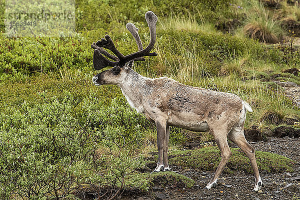 Karibu-Bulle (Rangifer tarandus) mit samtenem Geweih  obwohl das Frühlingsfell normalerweise ziemlich rattig aussieht  Inneres Alaska; Alaska  Vereinigte Staaten von Amerika