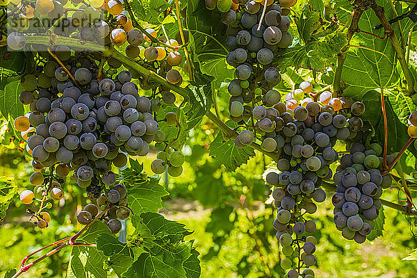 Violette Weintrauben an einer Weinrebe; Shefford  Quebec  Kanada