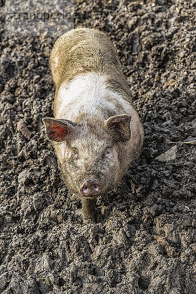 Schmutziges Schwein  das im Schlamm steht und in die Kamera schaut; Northumberland  England