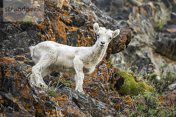 Dallschaf-Lamm (Ovis dalli) steht im felsigen Windy Point-Gebiet der Chugach Mountains  südlich von Anchorage  Alaska  Vereinigte Staaten von Amerika  und schaut in die Kamera