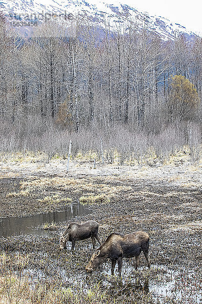 Zwei Elchkühe (Alces alces)  die im seichten Wasser eines Feuchtgebiets spazieren gehen; Alaska  Vereinigte Staaten von Amerika