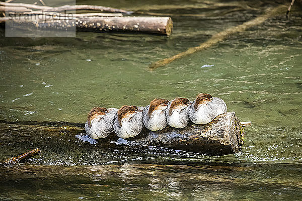 Eine Gruppe junger Zwergsäger (Mergus merganser) schläft auf einem Baumstamm im Ship Creek  Süd-Zentral-Alaska; Anchorage  Alaska  Vereinigte Staaten von Amerika