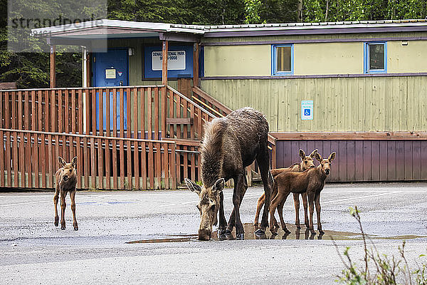 Eine Elchkuh (Alces alces) mit seltenen Drillingskälbern trinkt aus einer Pfütze auf dem Parkplatz des Denali Post Office  Denali National Park and Preserve; Alaska  Vereinigte Staaten von Amerika