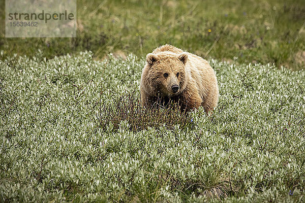 Unreifer heller Grizzlybär (Ursus arctos hornbilis)  Denali National Park and Preserve; Alaska  Vereinigte Staaten von Amerika