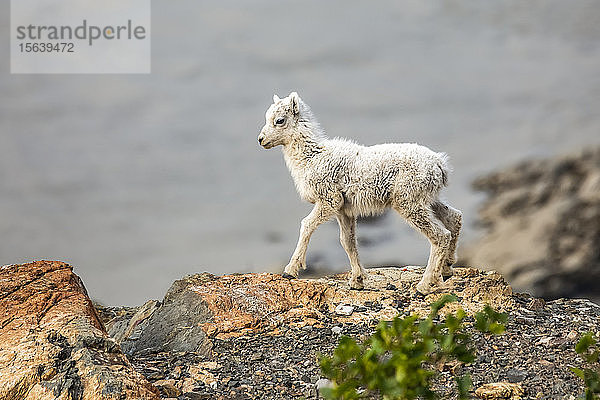 Ein Dallschaf-Lamm (Ovis dalli) in der felsigen Gegend von Windy Point in den Chugach Mountains  südlich von Anchorage  mit dem Wasser des Turnagain Arm im Hintergrund; Alaska  Vereinigte Staaten von Amerika