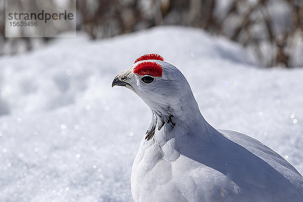 Männliches Moorschneehuhn (Hahn) (Lagopus lagopus) im Arctic Valley. Das Männchen beginnt gerade  von reinem Weiß zu seinem braun-weißen Sommerfell zu wechseln. Große rote Augenbrauen sind bei den Männchen während der Paarungszeit im Frühjahr zu sehen; Anchorage  Alaska  Vereinigte Staaten von Amerika