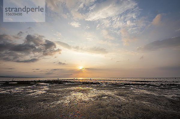 Menschen sammeln Muscheln am Strand bei Sonnenuntergang; Lovina  Bali  Indonesien