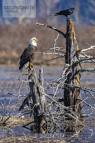 Ein ausgewachsener Weißkopfseeadler (Haliaeetus leucocephalus) hockt auf einem durch ein Erdbeben zerstörten Baum im Portage Valley in Süd-Zentral-Alaska. Das Salzwasser drang in das Gebiet ein  als der Boden absackte  und tötete alle Bäume in dem überfluteten Gebiet; Alaska  Vereinigte Staaten von Amerika