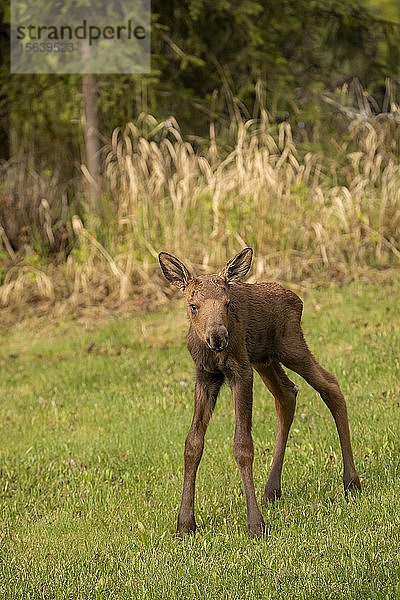 Junges Elchkalb (Alces alces)  Süd-Zentral-Alaska; Anchorage  Alaska  Vereinigte Staaten von Amerika