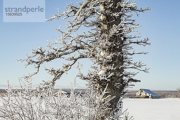 Eisbedeckter Baum vor blauem Himmel mit einem verschneiten Feld und einer Scheune im Hintergrund; Sault St. Marie  Michigan  Vereinigte Staaten von Amerika