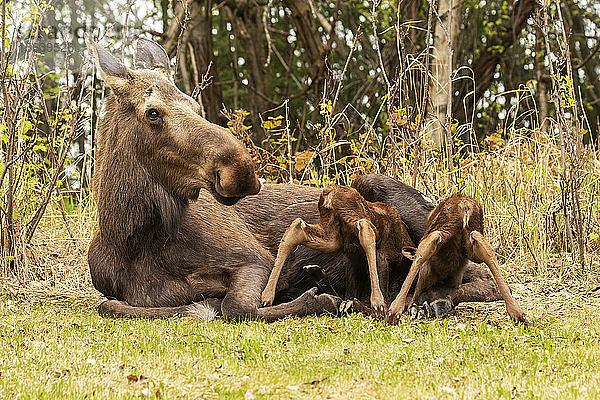 Zwillings-Elchkälber (Alces alces) versuchen verzweifelt  unter die Kuh zu gelangen  um mehr Milch von ihr zu bekommen  Süd-Zentral-Alaska; Anchorage  Alaska  Vereinigte Staaten von Amerika