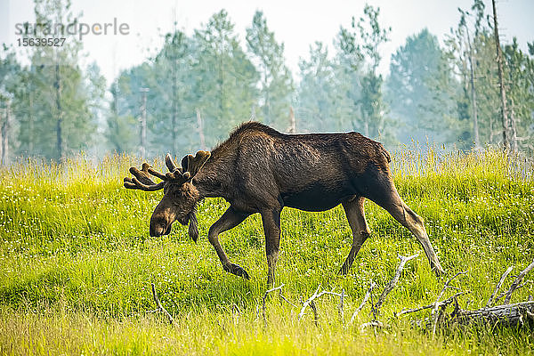 Ein Elchbulle (Alces alces) mit samtenem Geweih läuft über eine Wiese  Alaska Wildlife Conservation Center; Portage  Alaska  Vereinigte Staaten von Amerika