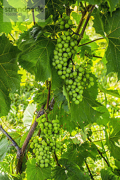 Grüne Weintrauben an einer Weinrebe; Shefford  Quebec  Kanada