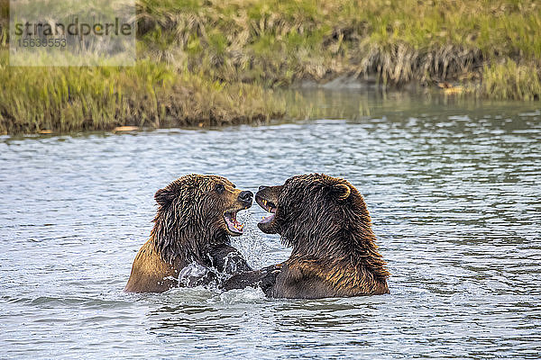 Wildschwein (männlich) und Bärensau (weiblich) spielen im Wasser  Alaska Wildlife Conservation Centre  Süd-Zentral-Alaska; Portage  Alaska  Vereinigte Staaten von Amerika