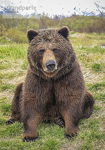 Braunbärensau (Ursus arctos)  die im Gras sitzt und in die Kamera schaut  Alaska Wildlife Conservation Centre  Süd-Zentral-Alaska; Portage  Alaska  Vereinigte Staaten von Amerika