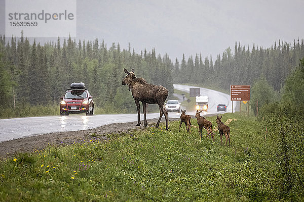 Elchkuh (Alces alces) mit seltenen Drillingskälbern versucht  die Parkstraße in einem Regenschauer zu überqueren  kehrt jedoch um und geht in den Wald  möglicherweise wegen des Verkehrs  Denali National Park and Preserve; Alaska  Vereinigte Staaten von Amerika