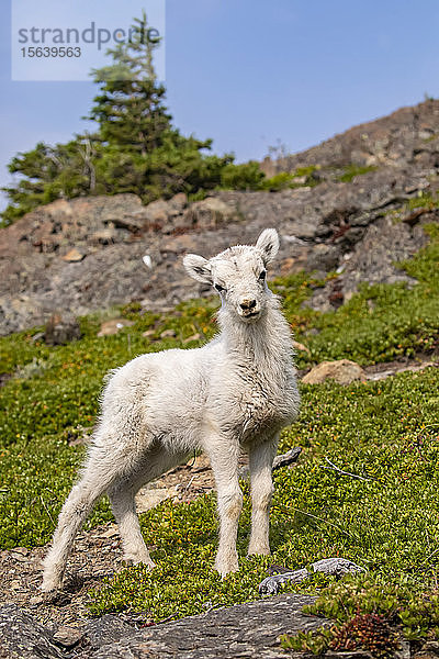 Dallschaf-Lamm (Ovis aries) schaut in die Kamera im Windy Point-Gebiet in der Nähe des Seward Highway  südlich von Anchorage in Süd-Zentral-Alaska; Alaska  Vereinigte Staaten von Amerika