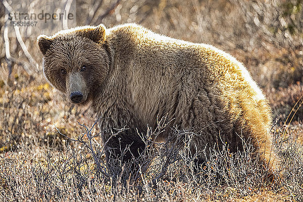 Ein umherstreifender Grizzlybär (Ursus arctos horribilis) hält inne und schaut in die Kamera  während er in der Tundra im Denali National Park and Preserve im Inneren Alaskas frisst; Alaska  Vereinigte Staaten von Amerika