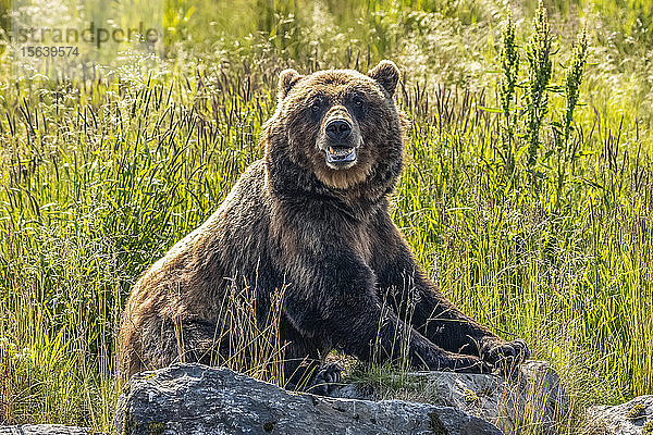 Braunbärensau (Ursus arctos)  Alaska Wildlife Conservation Center  Süd-Zentral-Alaska; Alaska  Vereinigte Staaten von Amerika