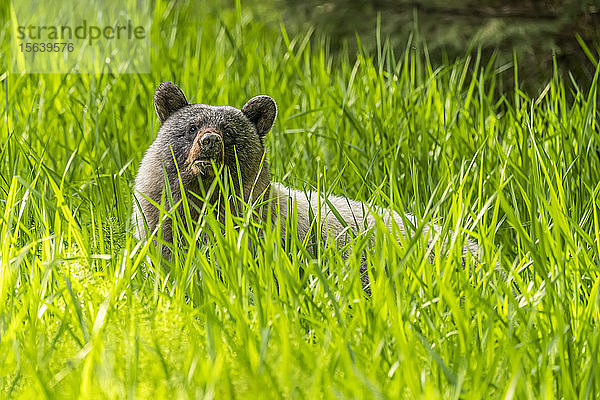 Gletscherbär (Ursus americanus emmonsii)  der aus dem hohen Gras herausschaut  Tongass National Forest; Alaska  Vereinigte Staaten von Amerika