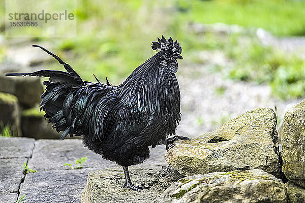 Schwarzer Hahn  Ayam Cemani  ein seltener Vogel  steht auf einer Mauer und schaut nach unten; Hexham  Northumberland  England