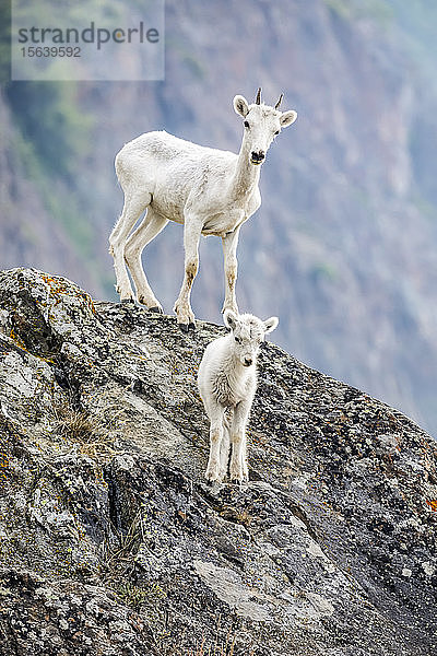 Ein Lamm und ein älteres Dall-Schaf (Ovis dalli) schauen von ihrem felsigen Hang im Windy Point-Gebiet der Chugach Mountains in Süd-Zentral-Alaska in die Kamera; Alaska  Vereinigte Staaten von Amerika