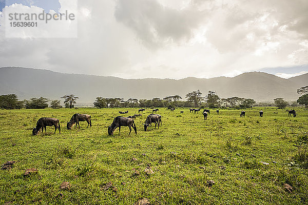 Gnus (Connochaetes taurinus) beim Grasen auf einem Feld im Ngorongoro-Krater  Ngorongoro-Schutzgebiet; Region Arusha  Tansania