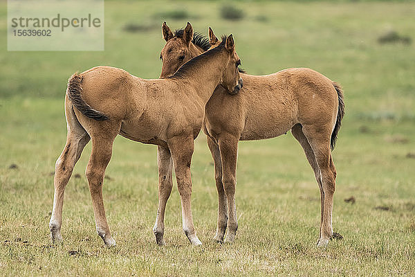 Zwei Pferde (Equus ferus caballus)  die nebeneinander stehen und ihre Hälse berühren  um ihre Zuneigung zu zeigen; Saskatchewan  Kanada