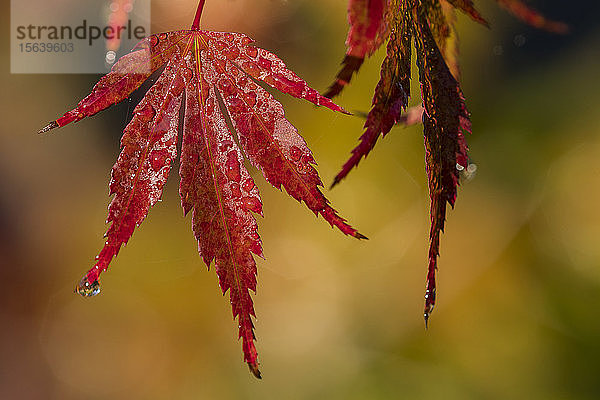 Blätter des Japanischen Ahorns (Acer palmatum) färben sich im Herbst rot; Astoria  Oregon  Vereinigte Staaten von Amerika