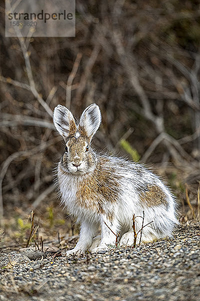 Schneeschuhhase (Lepus americanus) beim Wechsel zu den Sommerfarben  Denali National Park and Preserve; Alaska  Vereinigte Staaten von Amerika