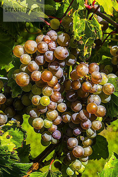 Rote Weintrauben an einer Weinrebe; Shefford  Quebec  Kanada