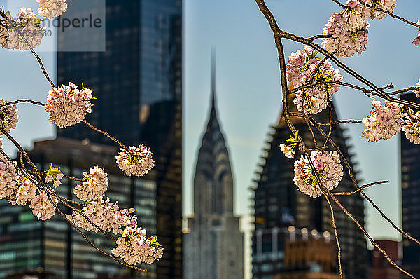 Kirschblüten (Kwanzan Prunus Serrulata) und das Chrysler Building; New York City  New York  Vereinigte Staaten von Amerika