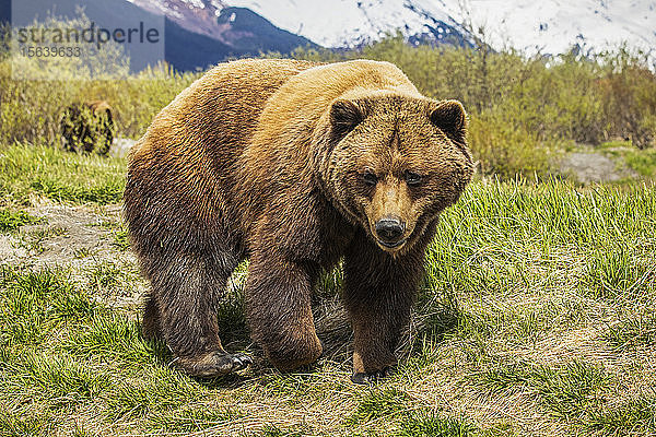 Braunbärensau (Ursus arctos)  Alaska Wildlife Conservation Center; Portage  Alaska  Vereinigte Staaten von Amerika