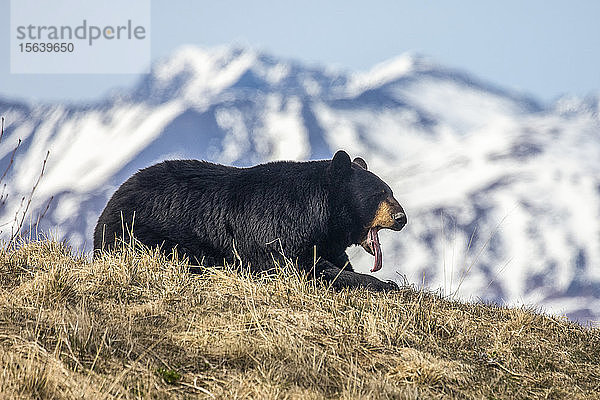 Ein männlicher Schwarzbär (Ursus americanus) ruht sich auf einem Hügel aus  Alaska Wildlife Conservation Center; Portage  Alaska  Vereinigte Staaten von Amerika