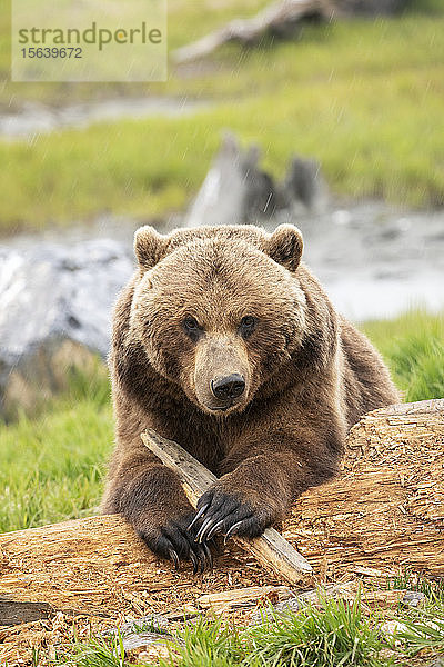 Grizzlybärensau (Ursus arctos horribilis) schaut in die Kamera  während sie mit einem Stock spielt  Alaska Wildlife Conservation Center  Süd-Zentral-Alaska; Portage  Alaska  Vereinigte Staaten von Amerika