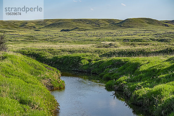 Sattes grünes Gras auf sanften Hügeln und ein ruhiger Bach im Grasslands National Park; Val Marie  Saskatchewan  Kanada